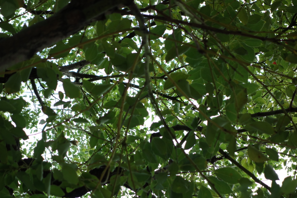 f:id:KEN-S:20150918215052j:plain