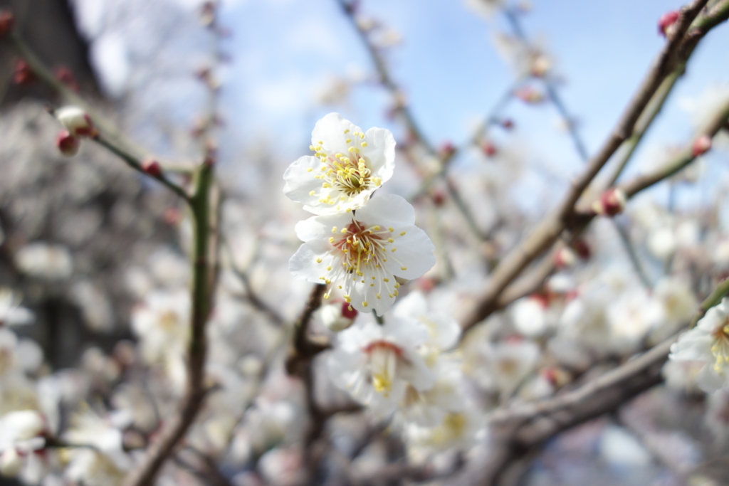 f:id:KEN-S:20160214175321j:plain