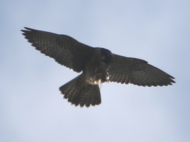 f:id:KEN-S:20161204161451j:plain