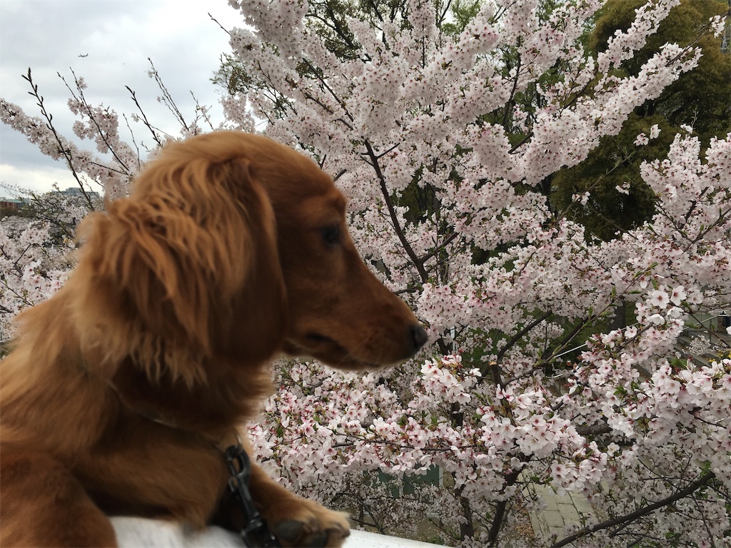 f:id:KEN-S:20170410214443j:image