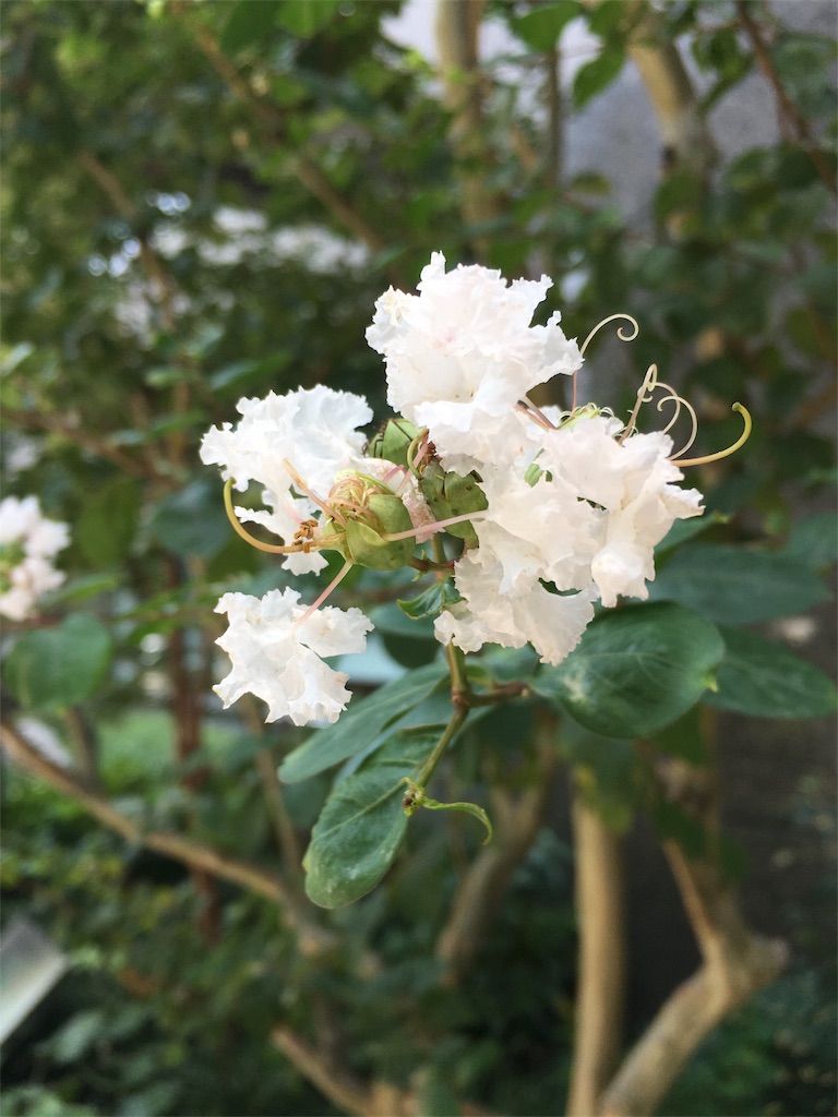 f:id:KEN-S:20170809213747j:image