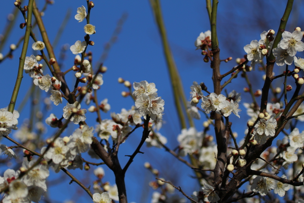 f:id:KEN-S:20180303155015j:plain
