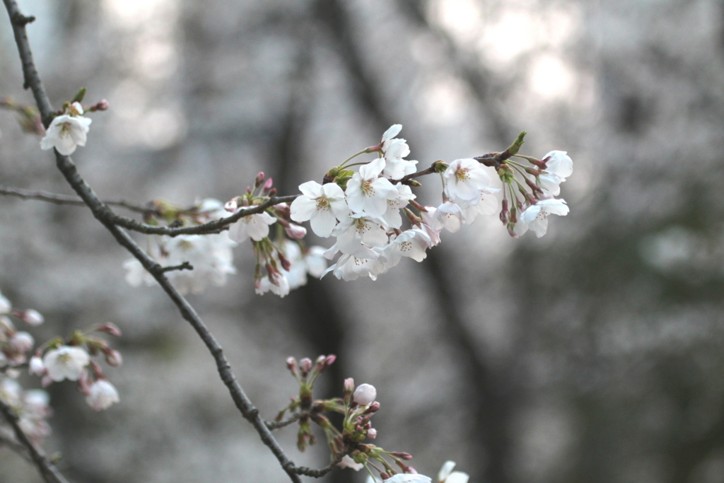 f:id:KEN-S:20180325135126j:plain