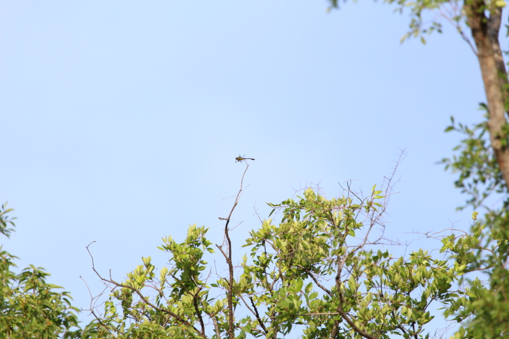 f:id:KEN-S:20180701153905j:plain f:id:KEN-S:20180701153905j:plain