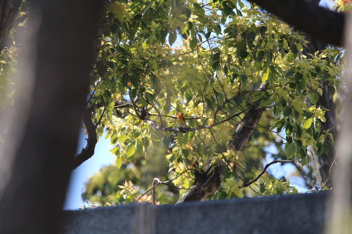 f:id:KEN-S:20190413145408j:plain f:id:KEN-S:20190413145408j:plain