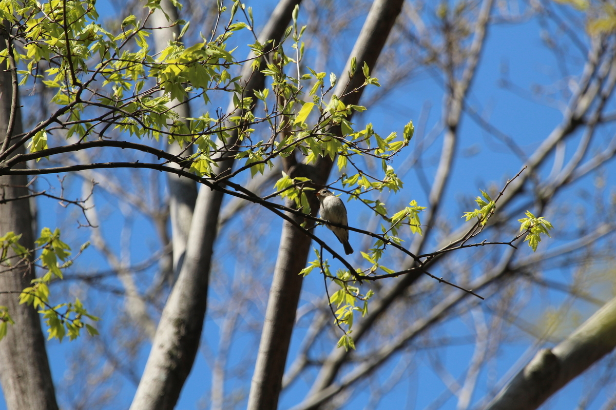 f:id:KEN-S:20190413145652j:plain f:id:KEN-S:20190413145652j:plain