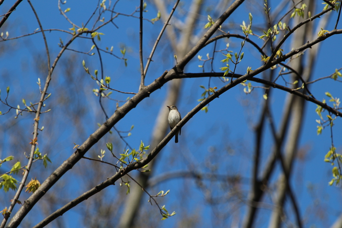 f:id:KEN-S:20190413145706j:plain f:id:KEN-S:20190413145706j:plain