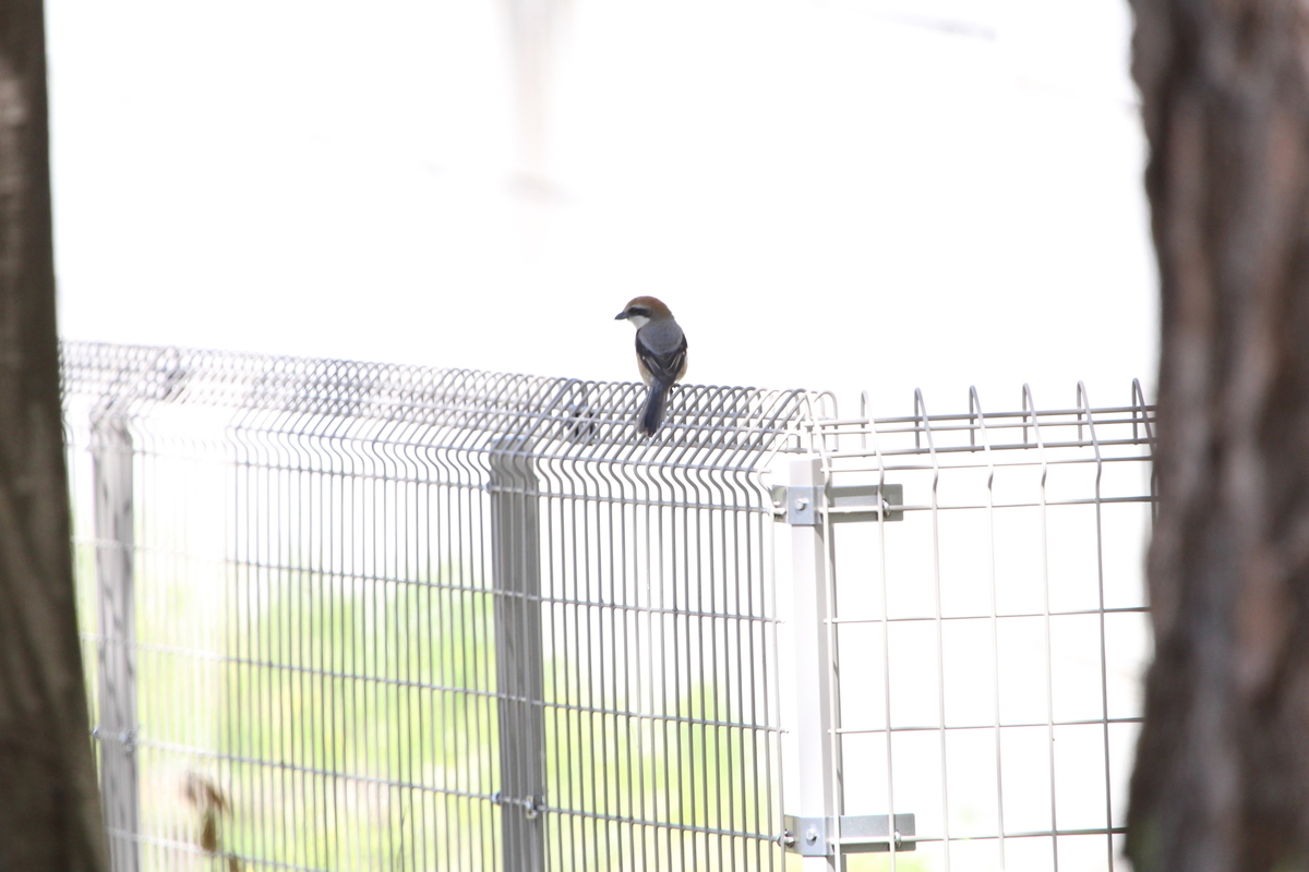 f:id:KEN-S:20190413145846j:plain f:id:KEN-S:20190413145846j:plain