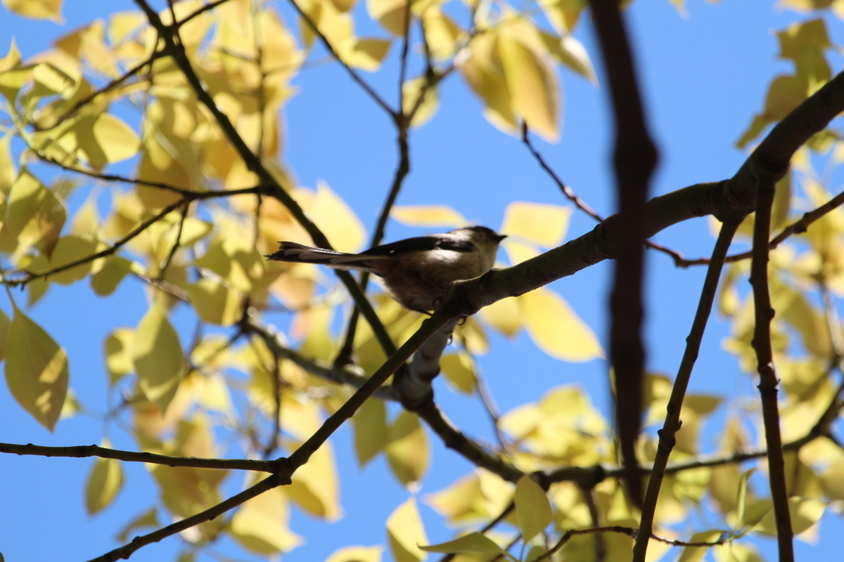 f:id:KEN-S:20190413145905j:plain f:id:KEN-S:20190413145905j:plain