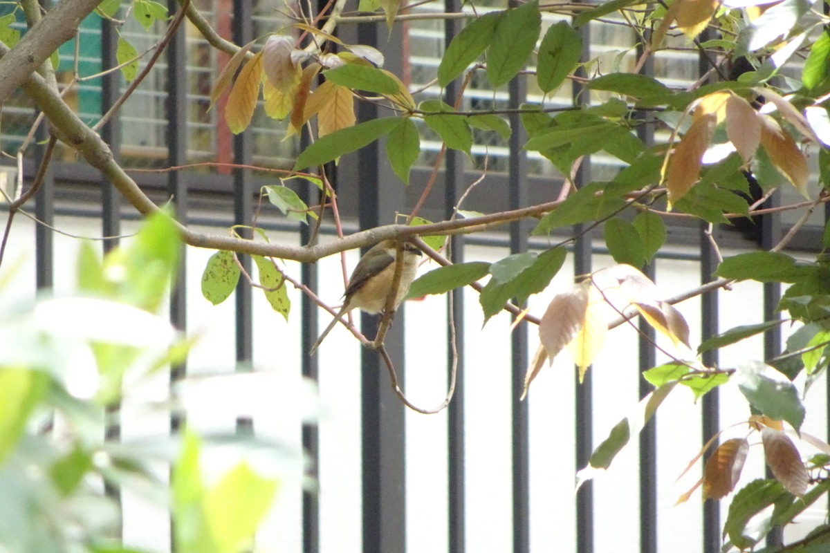 f:id:KEN-S:20190415212612j:plain