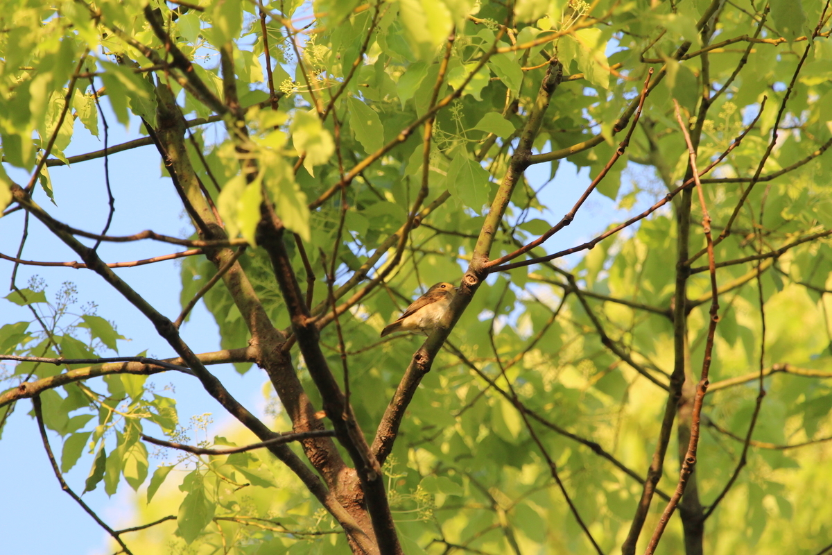 f:id:KEN-S:20190504150046j:plain
