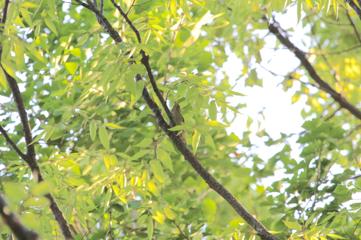 f:id:KEN-S:20190504150119j:plain