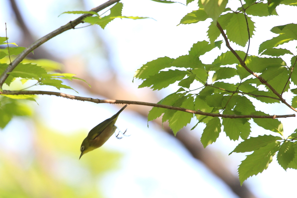 f:id:KEN-S:20190504150131j:plain