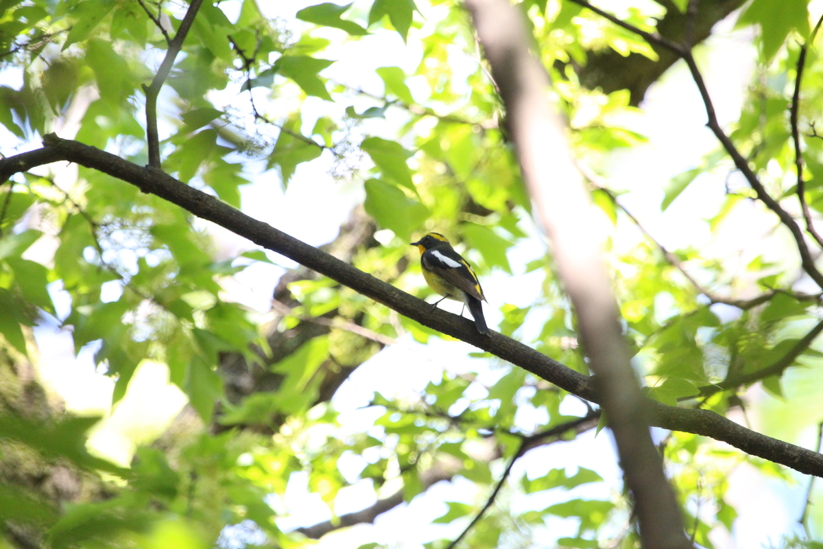 f:id:KEN-S:20190504150302j:plain
