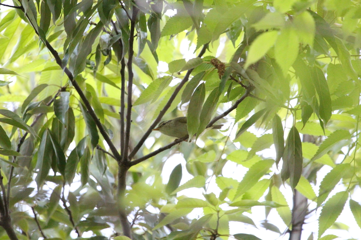 f:id:KEN-S:20190511163923j:plain