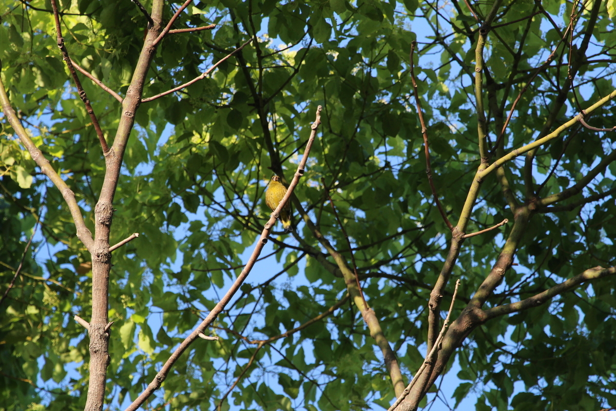 f:id:KEN-S:20190511164111j:plain
