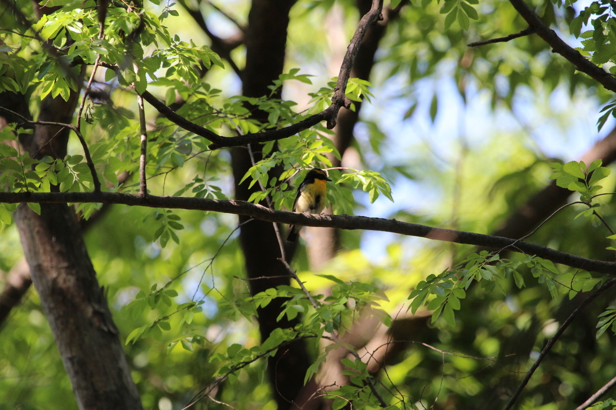 f:id:KEN-S:20190511164247j:plain