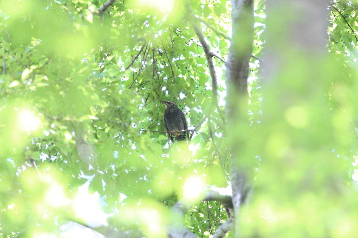 f:id:KEN-S:20190511164553j:plain
