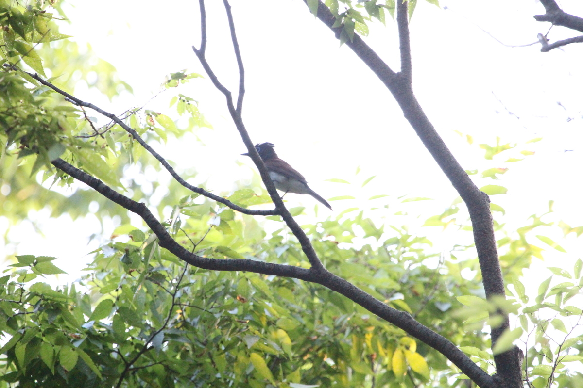 f:id:KEN-S:20190525214652j:plain