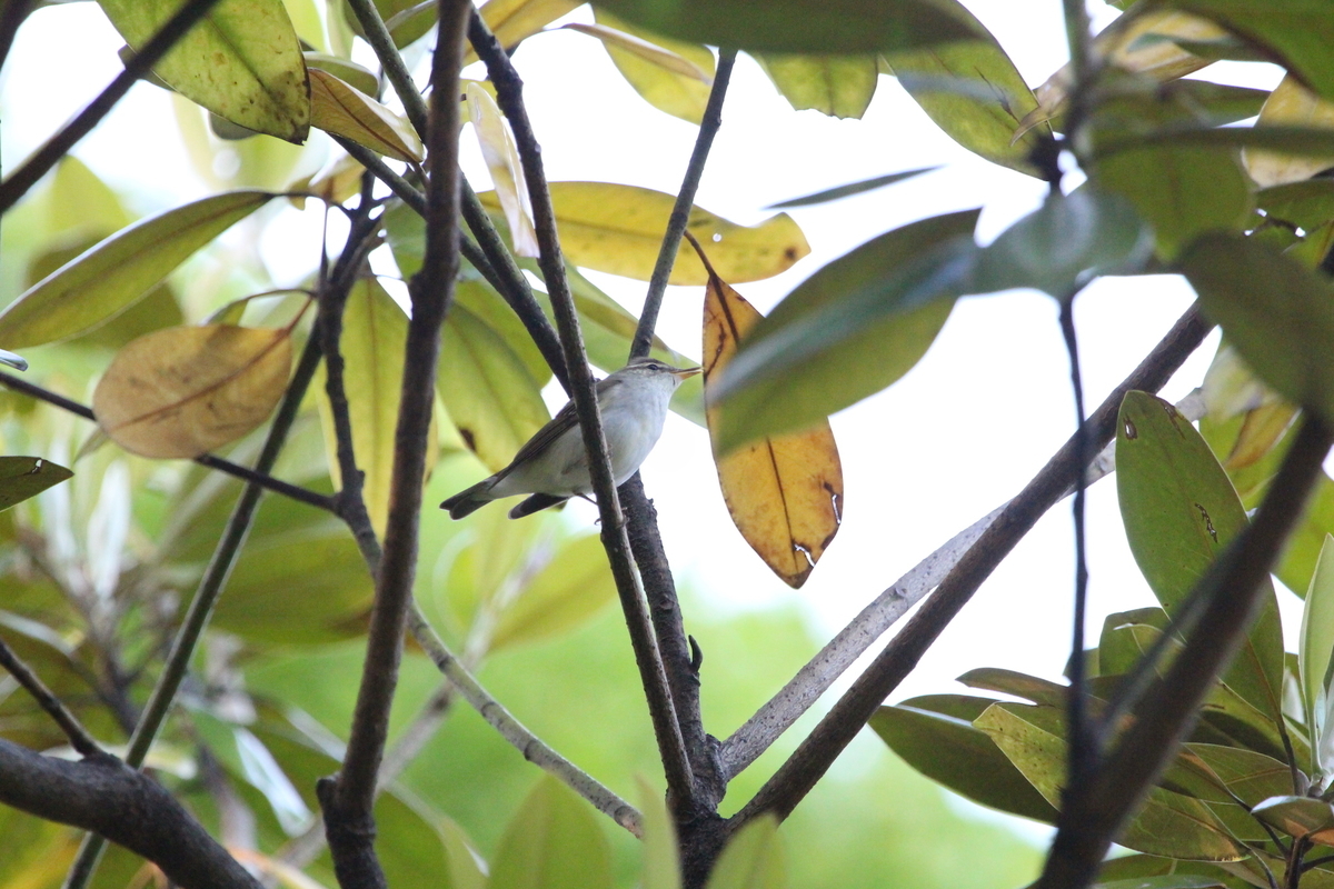 f:id:KEN-S:20190525214753j:plain