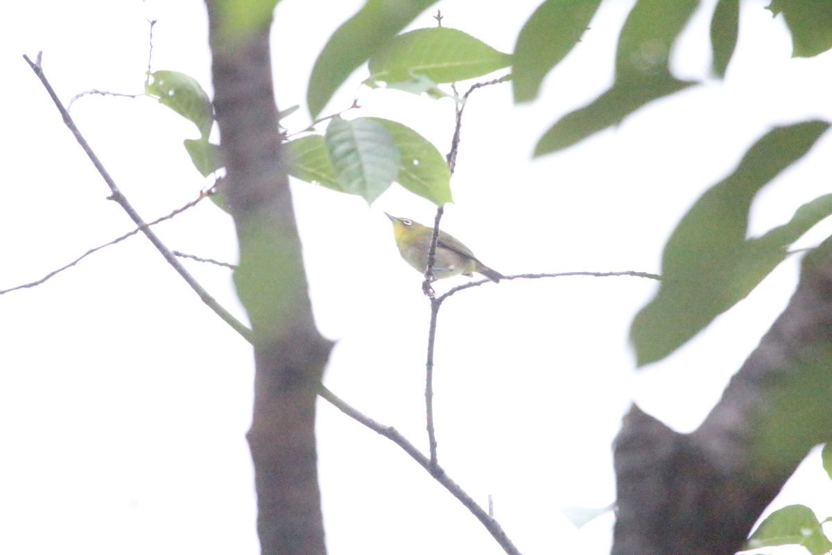 f:id:KEN-S:20190706140747j:plain