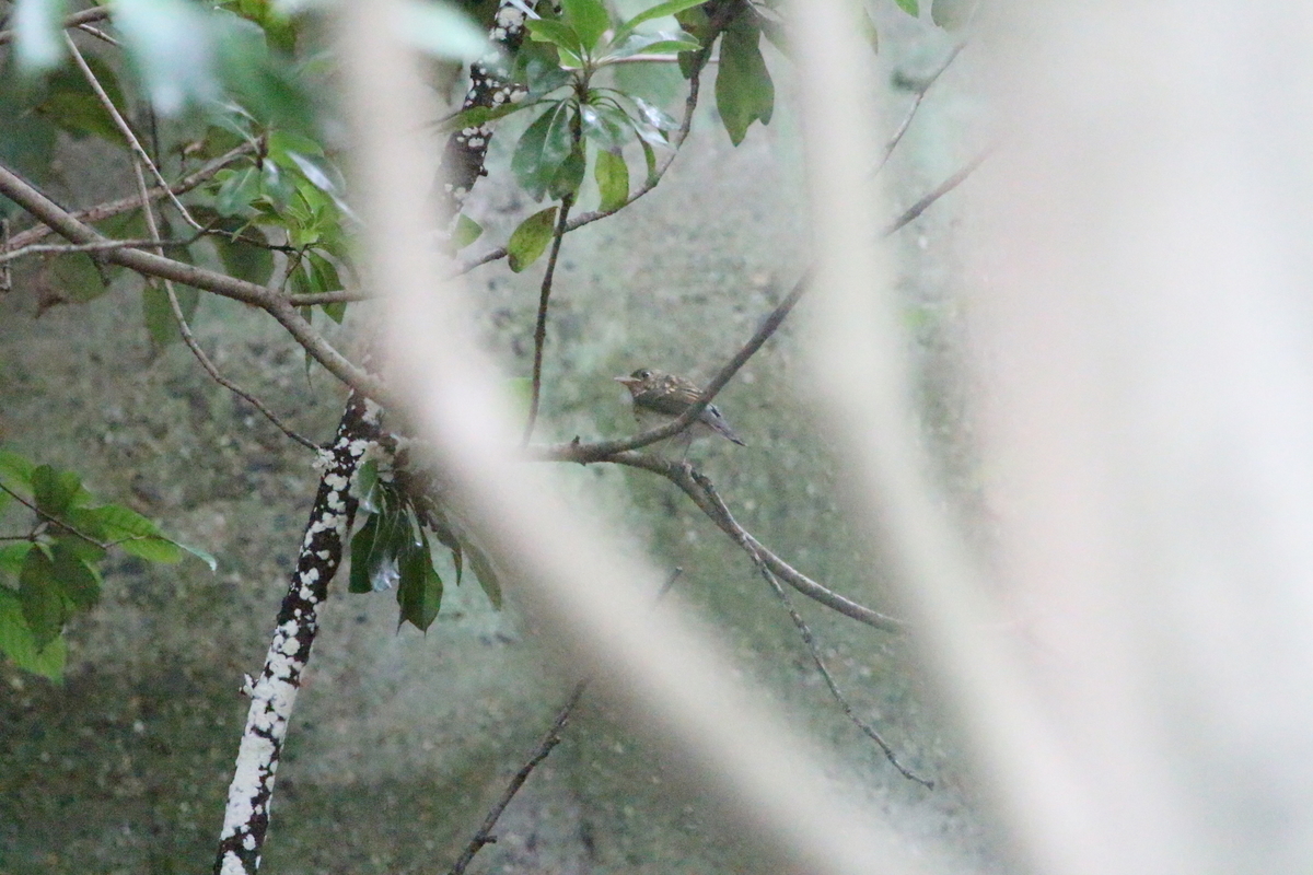 f:id:KEN-S:20190706140904j:plain
