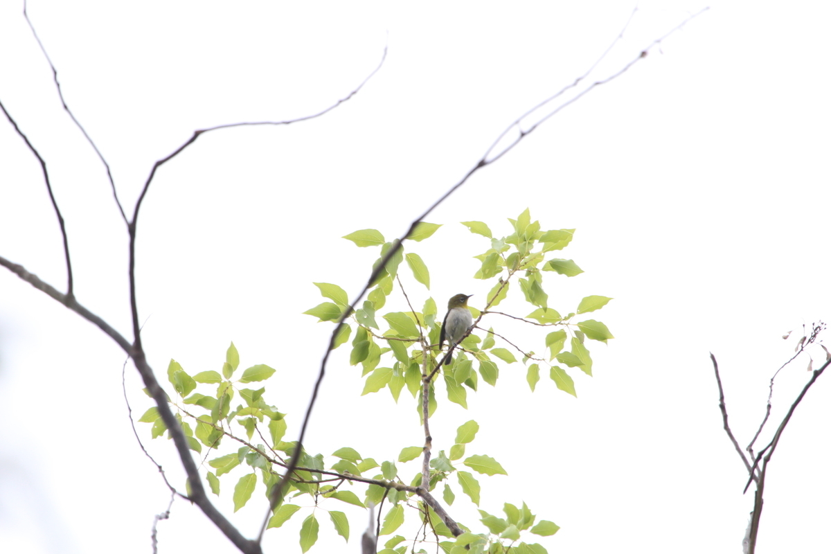 f:id:KEN-S:20190706140942j:plain