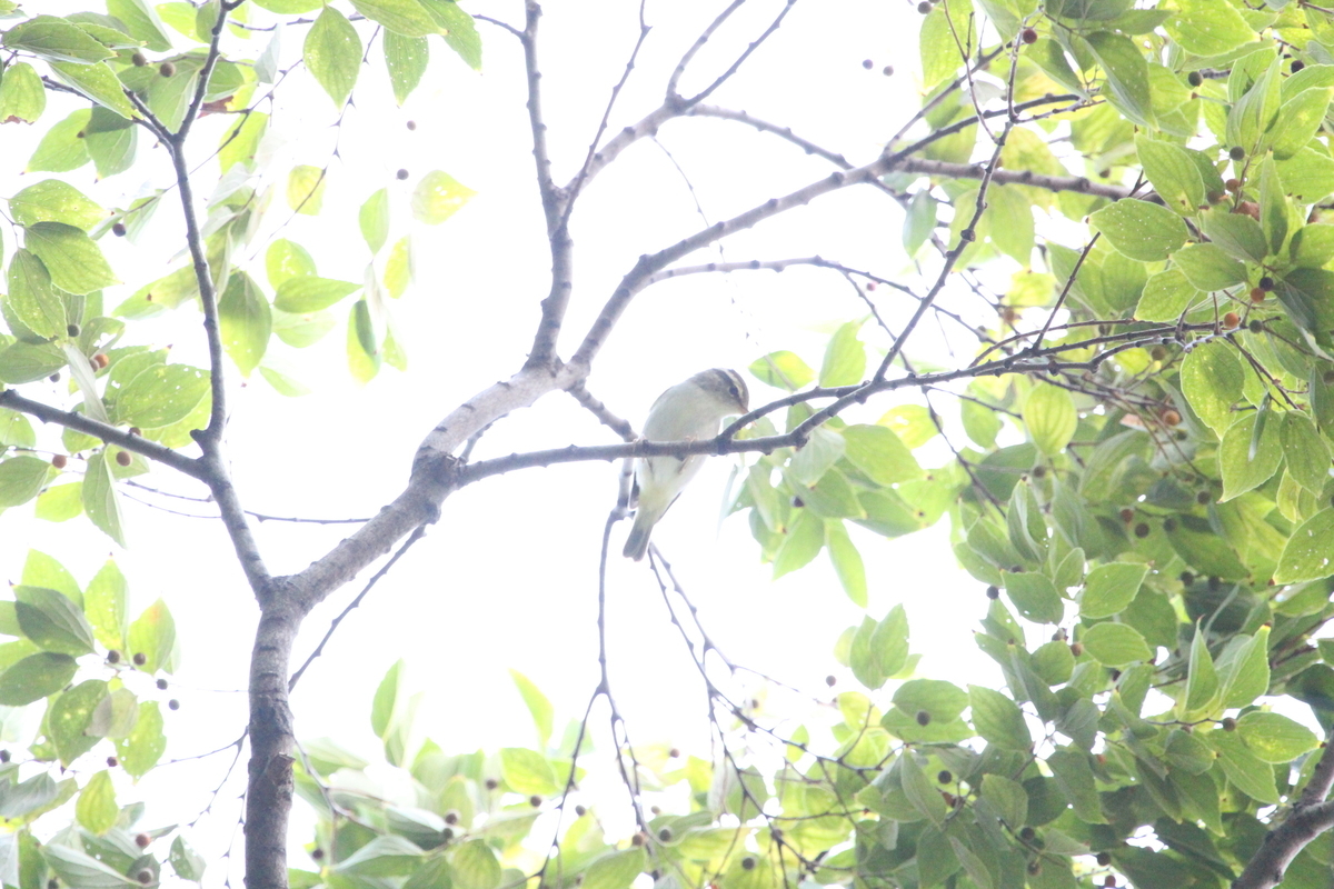 f:id:KEN-S:20190825125046j:plain