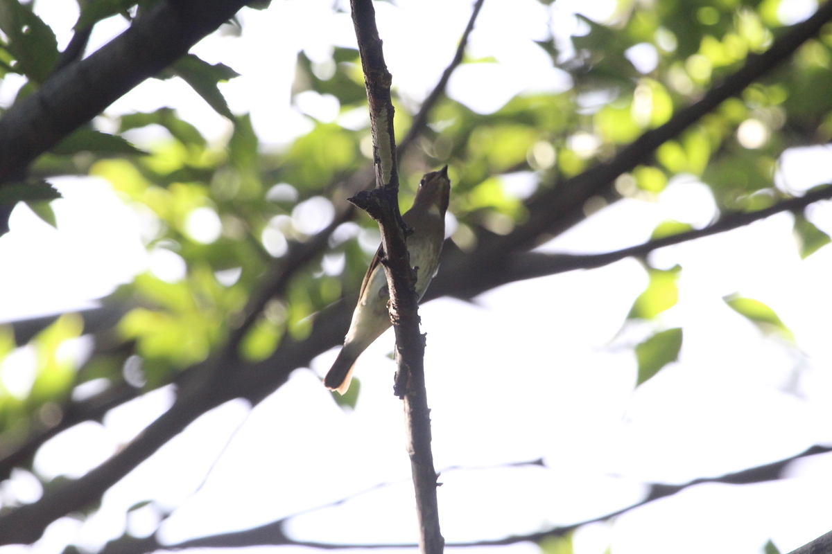 f:id:KEN-S:20190907132453j:plain
