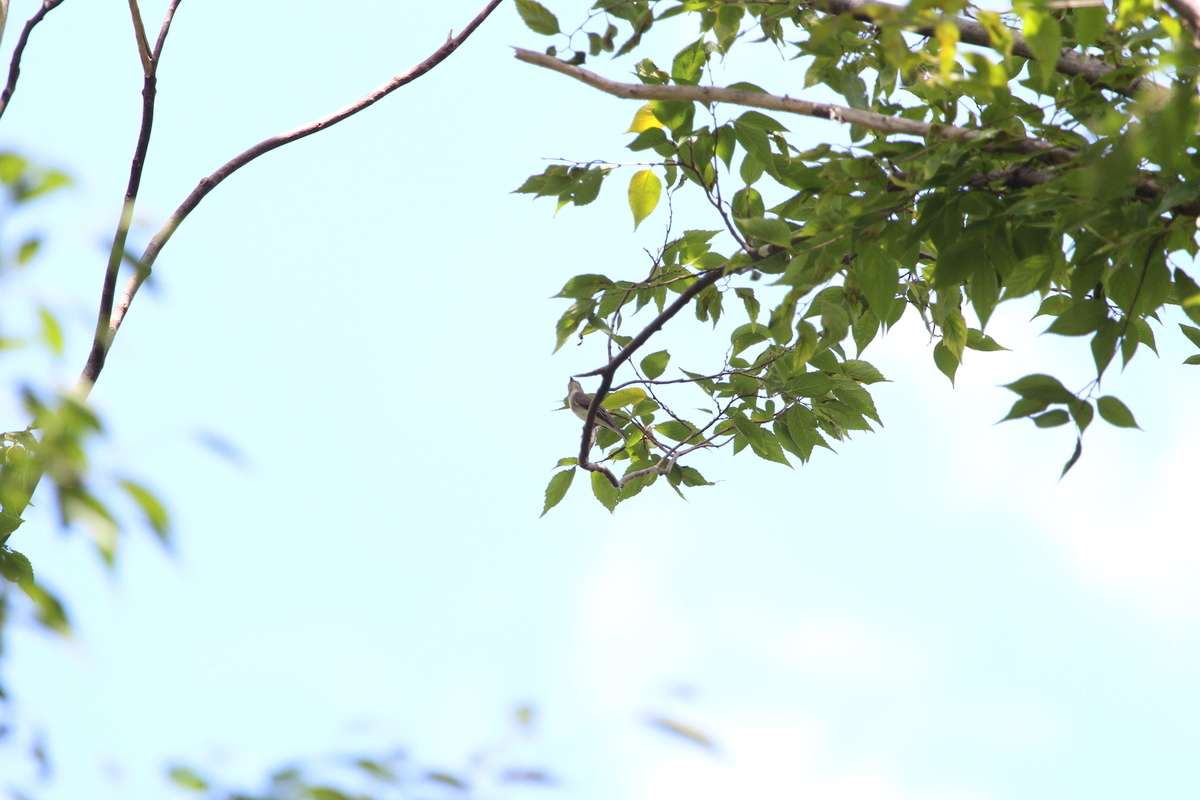 f:id:KEN-S:20190907132651j:plain