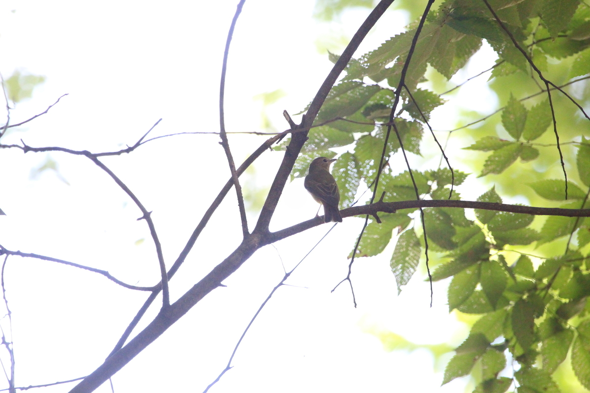f:id:KEN-S:20190907132729j:plain