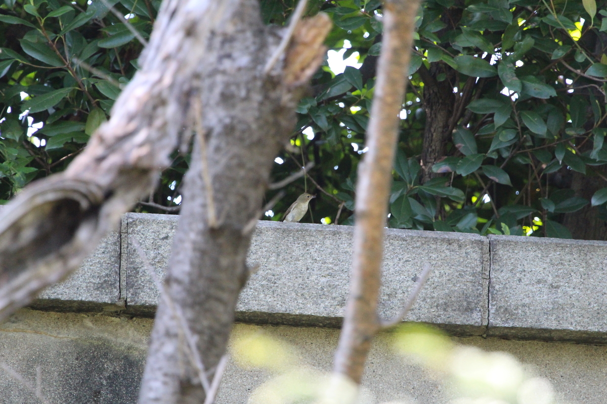 f:id:KEN-S:20190915143642j:plain