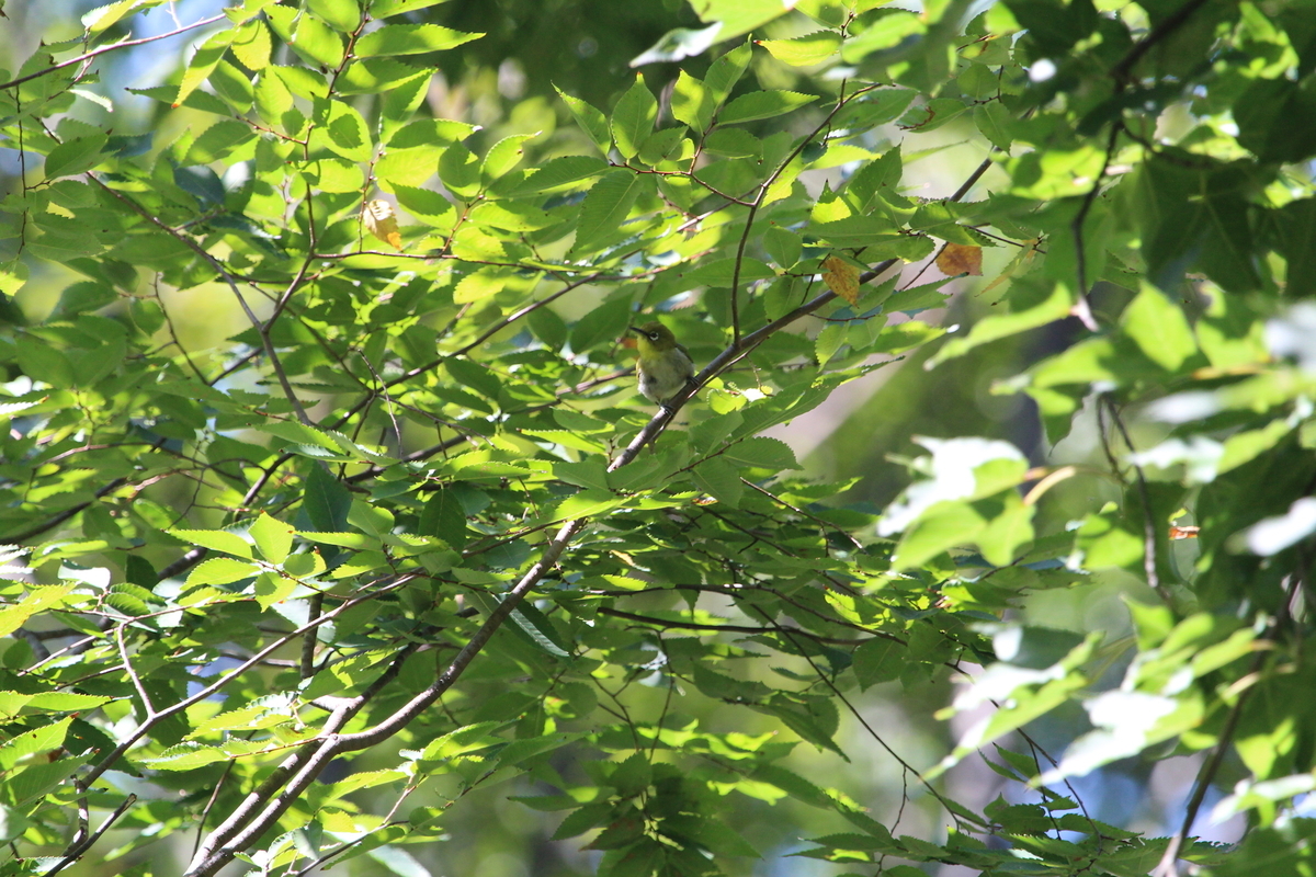f:id:KEN-S:20190915143805j:plain