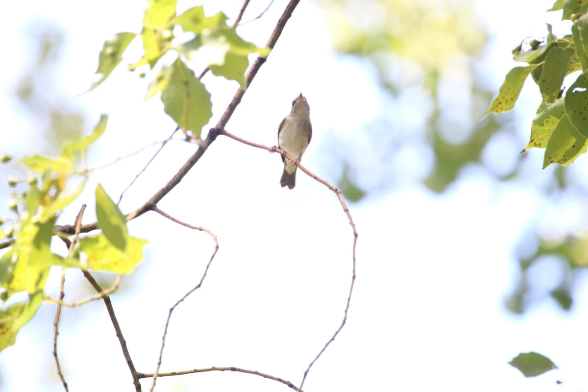 f:id:KEN-S:20190915143848j:plain
