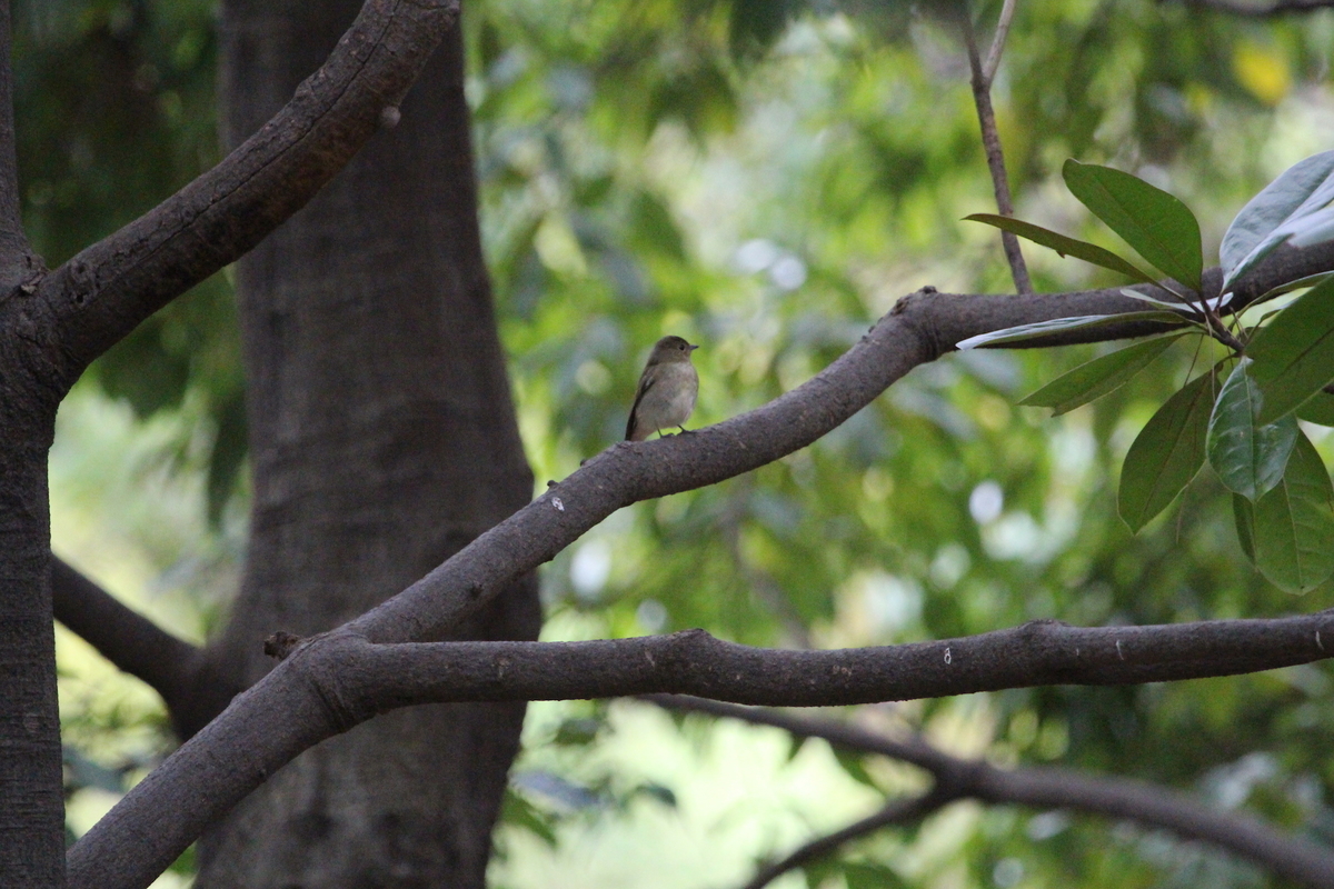 f:id:KEN-S:20190922175131j:plain