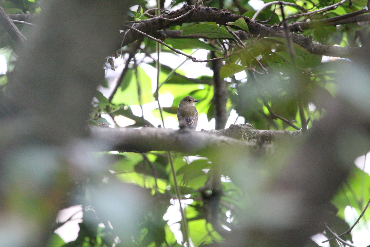 f:id:KEN-S:20190922175141j:plain