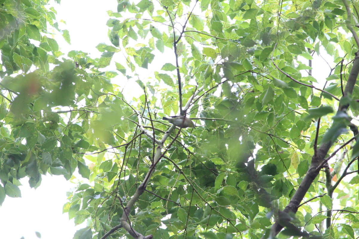 f:id:KEN-S:20190922175152j:plain