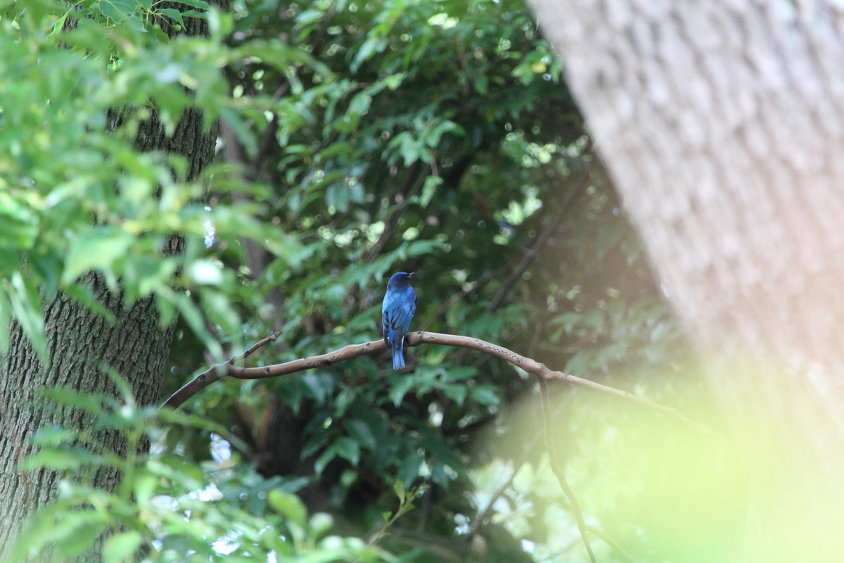 f:id:KEN-S:20190929142447j:plain
