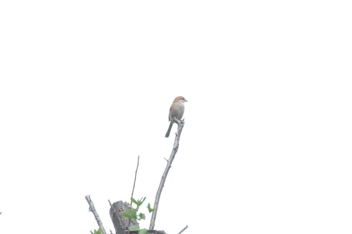 f:id:KEN-S:20191013153611j:plain
