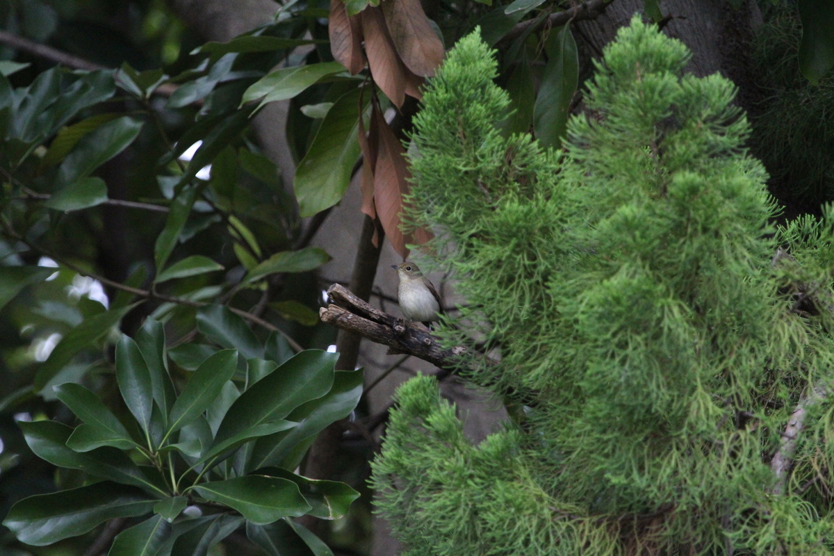 f:id:KEN-S:20191013153647j:plain