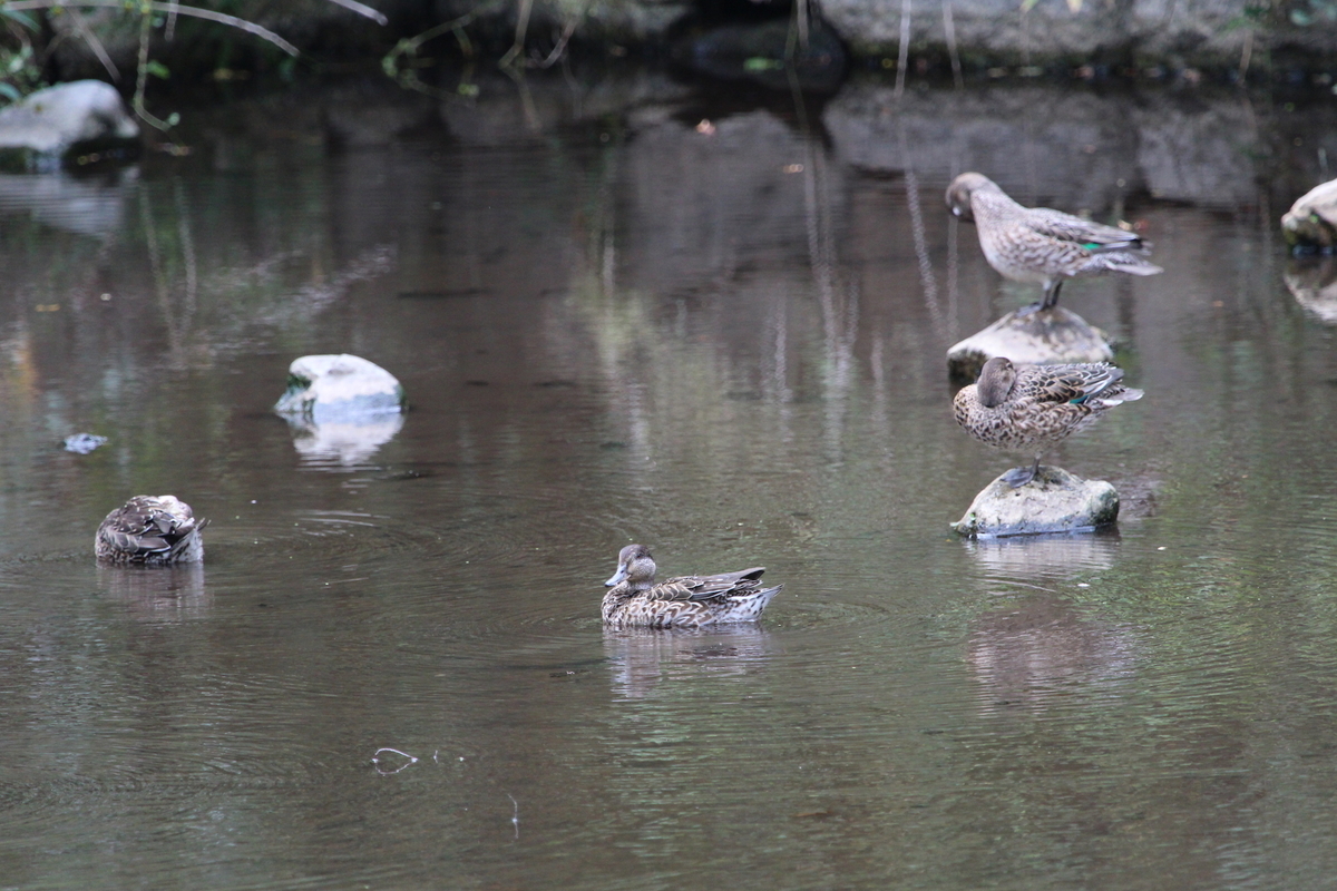 f:id:KEN-S:20191013153910j:plain