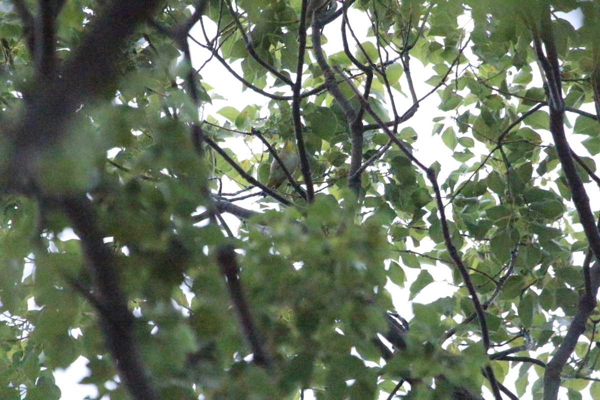 f:id:KEN-S:20191027151925j:plain
