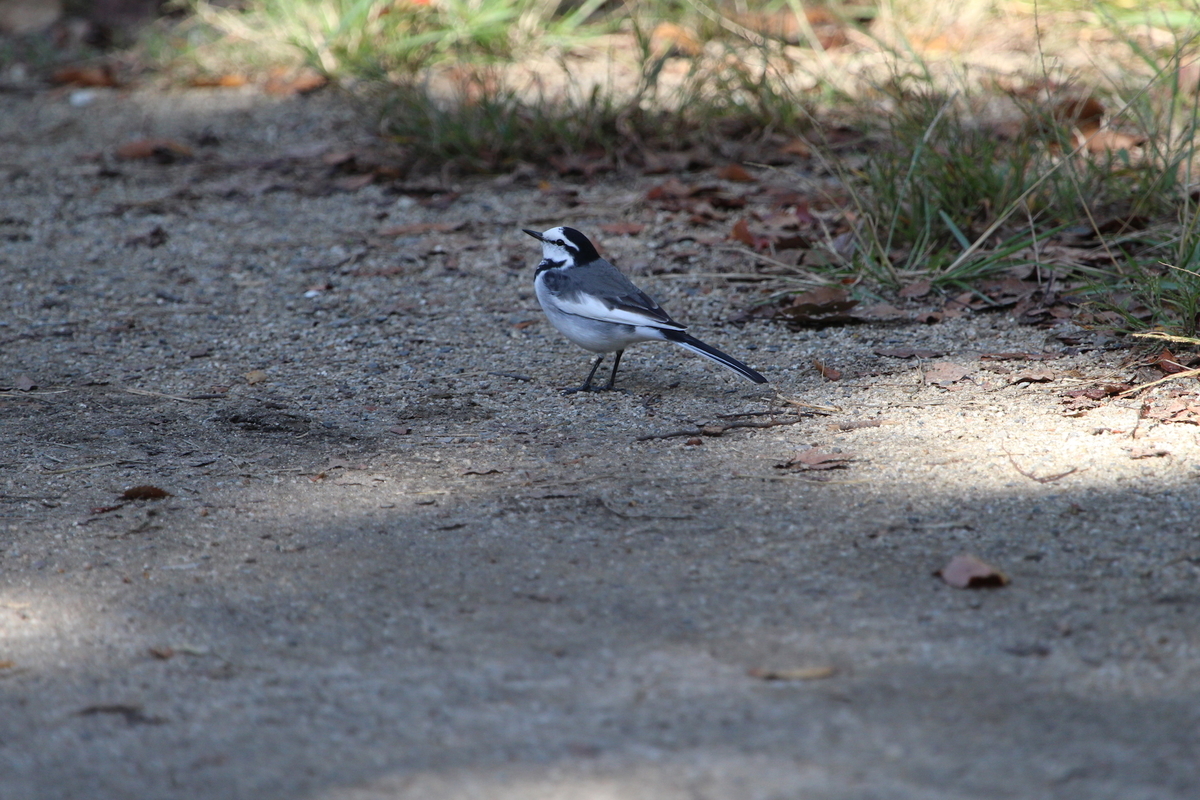 f:id:KEN-S:20191102163445j:plain