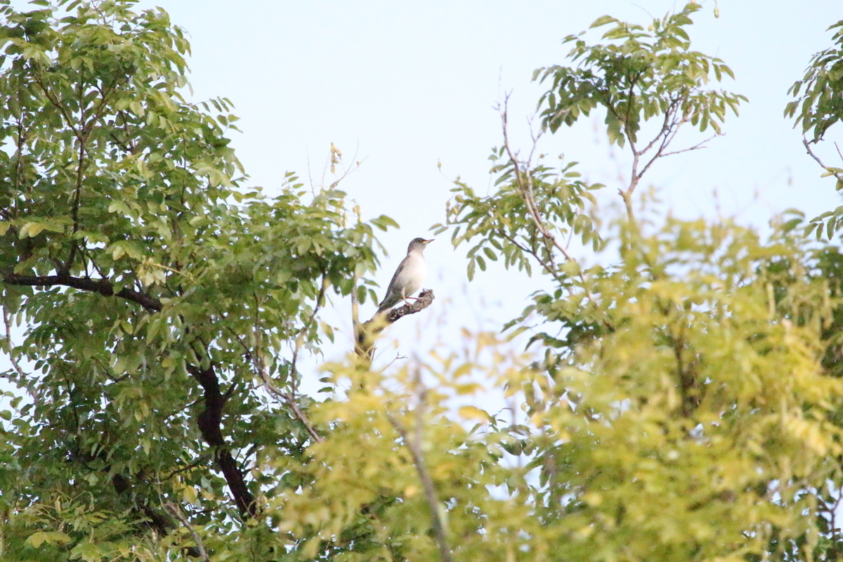 f:id:KEN-S:20191109163113j:plain