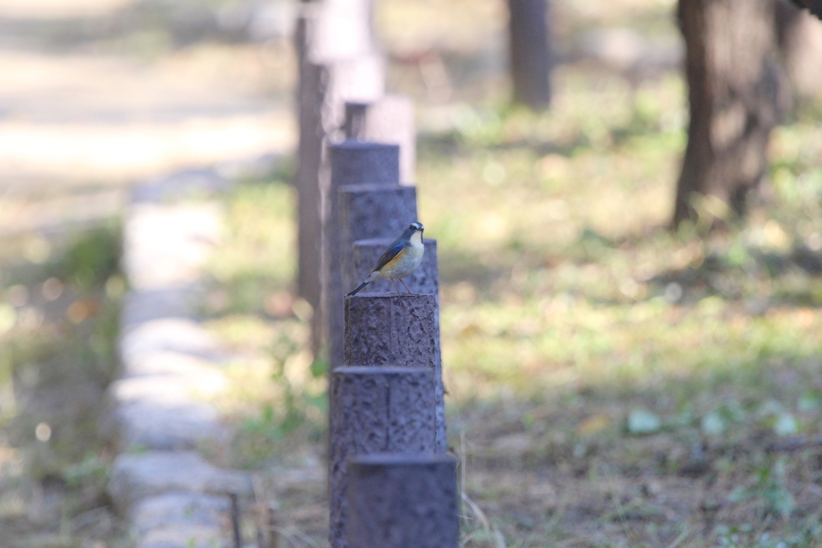 f:id:KEN-S:20191109163514j:plain