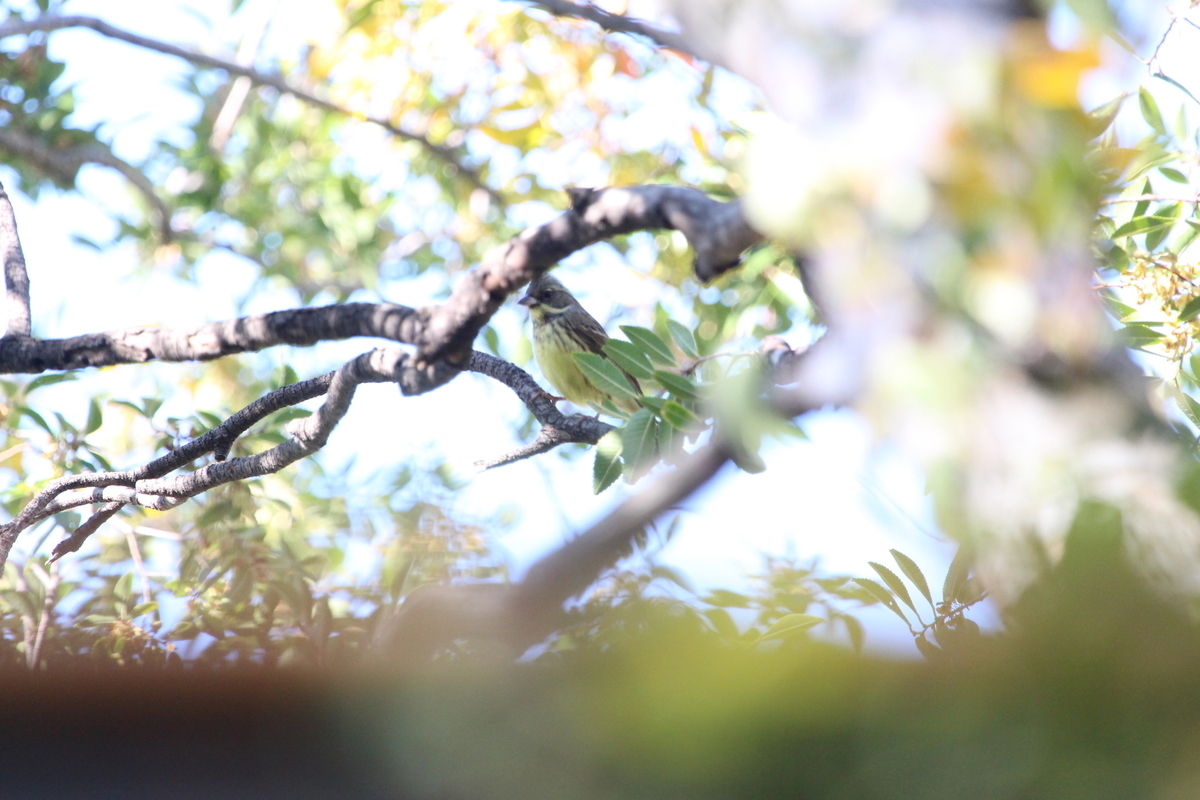 f:id:KEN-S:20191109163915j:plain