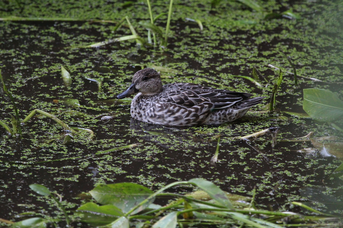 f:id:KEN-S:20191109164351j:plain