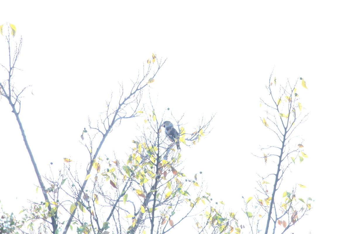 f:id:KEN-S:20191116162146j:plain