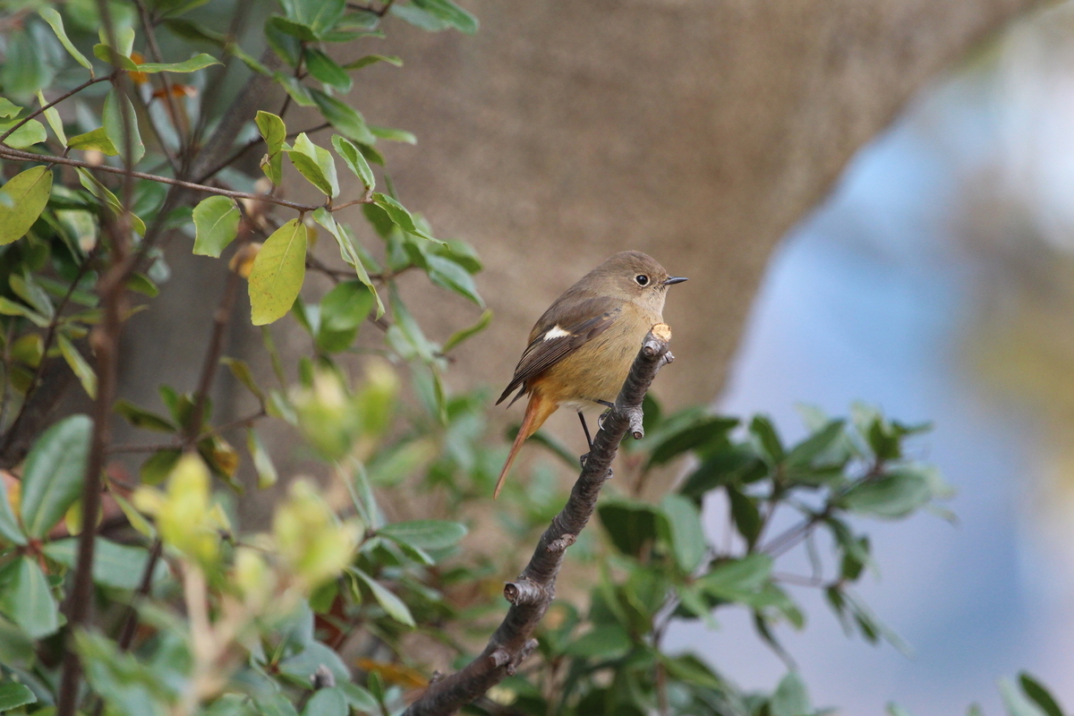 f:id:KEN-S:20191207194301j:plain