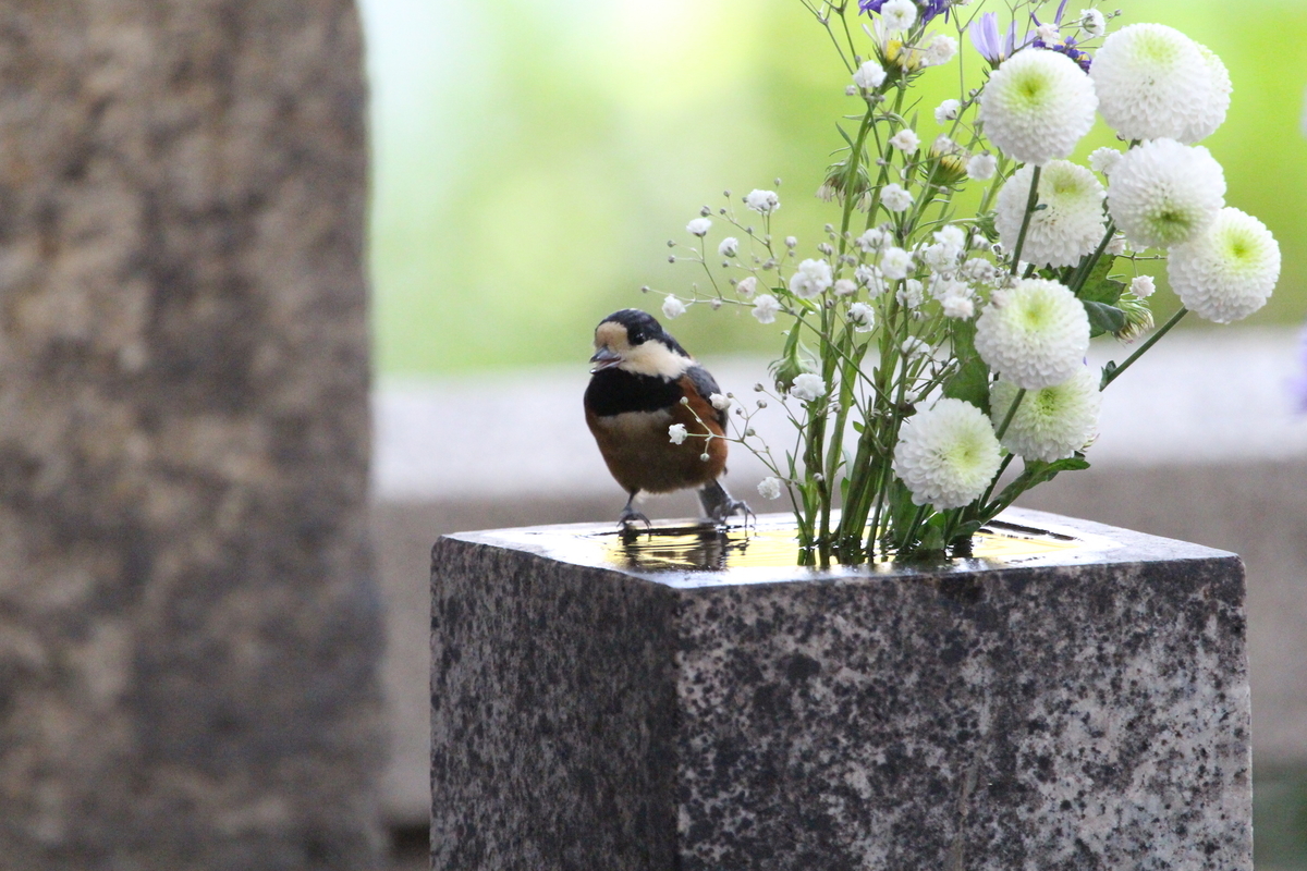 f:id:KEN-S:20191207194513j:plain